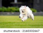 Happy white Pomeranian running in a park in Singapore, surrounded by greenery.