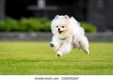 Happy White Pomeranian Running In A Park In Singapore, Surrounded By Greenery.