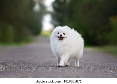 happy white pomeranian spitz dog walking outdoors in summer