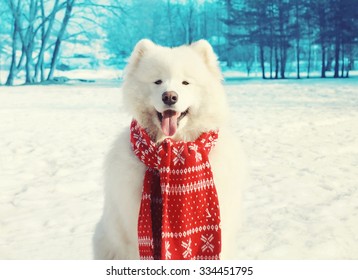 Happy White Samoyed Dog On Snow In Winter Day