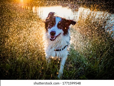 Happy White Shepherd Dog Swimming In Lake In Summer Sunset