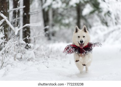 Happy White Swiss Shepherd Dog With Red Scarf In The Snow On A Winter Day
