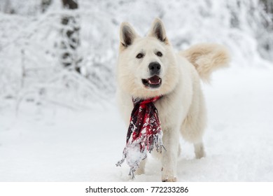 white irish shepherd