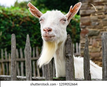 Image result for billy goat beard images
