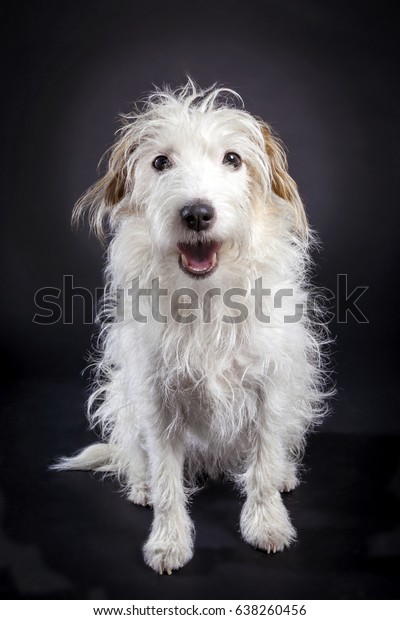 white wire haired jack russell