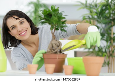 Happy Woman Bonsai Tree Care