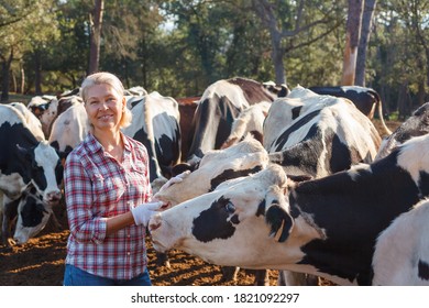 Happy Woman Farmer With Her Cows.