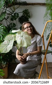 Happy woman gardener in eyeglasses wear linen grey dress holding and embracing flower caladium houseplant with large white leaves and green veins in clay pot. Love for plants. Indoor gardening concept