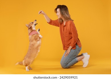 Happy woman joyfully engages in play and training activities with her attentive pembroke welsh corgi dog, sitting on vibrant yellow background, side view - Powered by Shutterstock