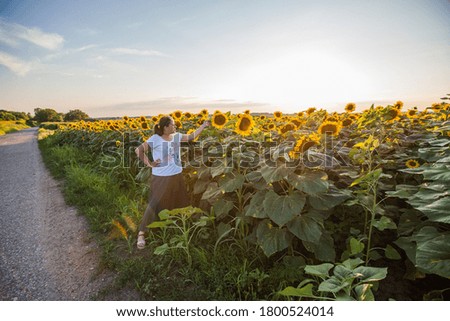 Similar – Image, Stock Photo Sunflowers Field at Sunset.Nature Background