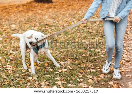 Happy woman training dog labrador in the park.