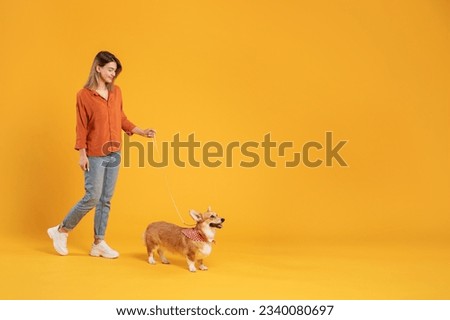 Happy woman walking with her pembroke welsh corgi dog on leash, mockup place for advertisement, isolated on yellow studio background, full body length, copy space