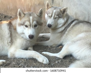 fawn siberian husky