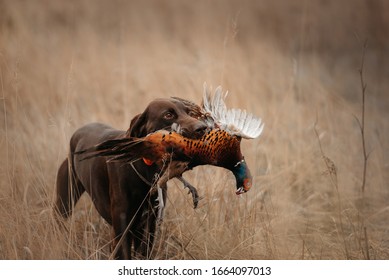 Happy Working Dog Bringing A Pheasant Game On A Hunt