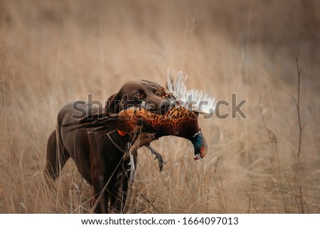 happy working dog bringing a pheasant game on a hunt