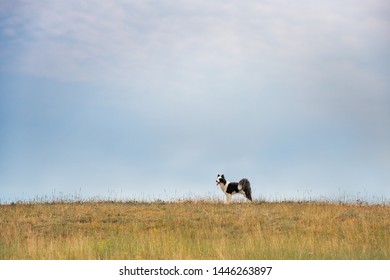 Imagenes Fotos De Stock Y Vectores Sobre Field With Dog In