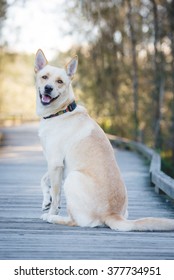 Happy Yellow Dog Looking Over Shoulder