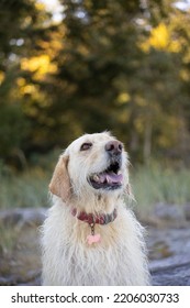 Happy Yellow Lab Dog Looking Up With Trees In Background