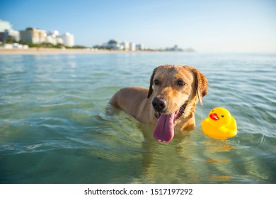 Happy yellow Labrador dog wading with a rubber ducky in calm shallow waters at the beach