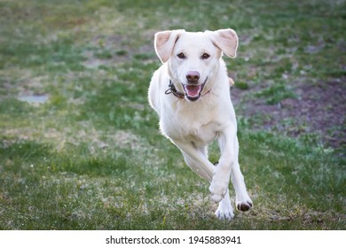 Happy Yellow Labrador Retriever Running - Shutterstock ID 1945883941