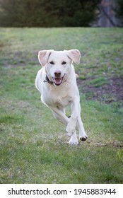Happy Yellow Labrador Retriever Running - Shutterstock ID 1945883944