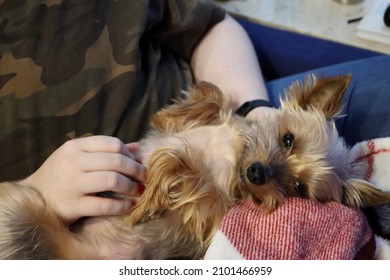 Happy Yorkie Enjoying Belly Rubs. Purebred Yorkshire Terrier With Sporty Short Cut Coat, Laying On His Back, Paws Up. Shallow DOF, Blurred Background