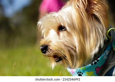 Happy Yorkie No The Grass