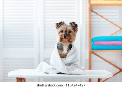 Happy Yorkshire Terrier Dog After Bath