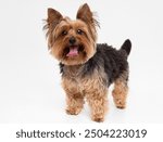 happy yorkshire terrier dog full body photography isolated on white