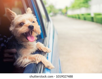164 Car dog blowing wind Images, Stock Photos & Vectors | Shutterstock