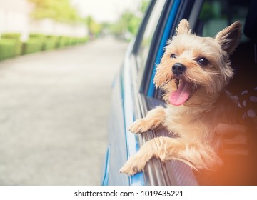 A Happy  Yorkshire Terrier Dog Is Hanging Is Tongue Out Of His Mouth And Ears Blowing In The Wind As He Sticks His Head Out A Moving And Driving Car Window.