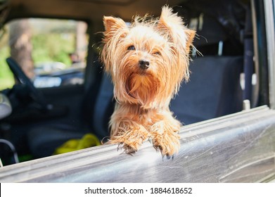 A Happy Yorkshire Terrier Dog Is Hanging Is Tongue Out Of His Mouth And Ears Blowing In The Wind As He Sticks His Head Out A Moving And Driving Car Window.