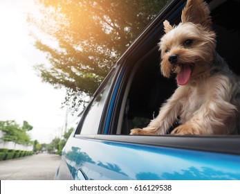 A Happy  Yorkshire Terrier Dog Is Hanging Is Tongue Out Of His Mouth And Ears Blowing In The Wind As He Sticks His Head Out A Moving And Driving Car Window.