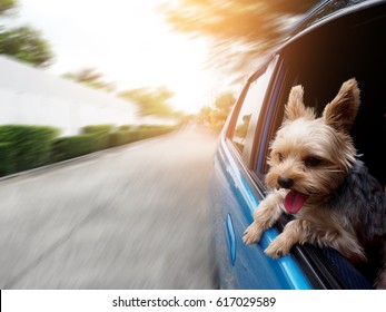 A Happy  Yorkshire Terrier Dog Is Hanging Is Tongue Out Of His Mouth And Ears Blowing In The Wind As He Sticks His Head Out A Moving And Driving Car Window.