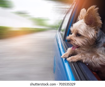 A Happy  Yorkshire Terrier Dog Is Hanging Is Tongue Out Of His Mouth And Ears Blowing In The Wind As He Sticks His Head Out A Moving And Driving Car Window.