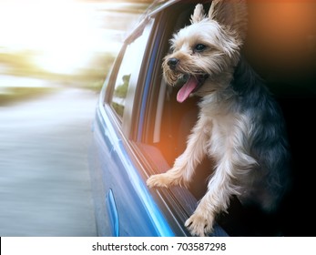 A Happy  Yorkshire Terrier Dog Is Hanging Is Tongue Out Of His Mouth And Ears Blowing In The Wind As He Sticks His Head Out A Moving And Driving Car Window.