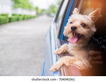 A happy  Yorkshire Terrier dog is hanging is tongue out of his mouth and ears blowing in the wind as he sticks his head out a moving and driving car window.