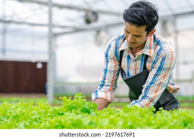 Happy young adult asian man farmer havesting lettuce vegetable in a greenhouse hydroponic farm. Fresh organic vegetables.