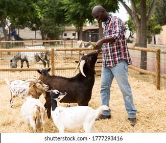 Happy young  african american man farmer feeding dry forage to sheeps at farm indoor - Shutterstock ID 1777293416