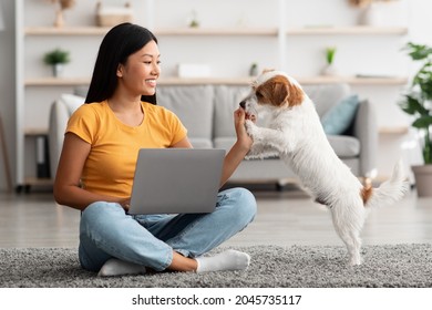 Happy Young Asian Woman And Cute Small Dog Fluffy Jack Russel Terrier Having Fun Together At Home, Female Owner Watching Tutorial For Dogs Training On Laptop, Living Room Interior, Copy Space