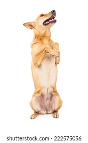 A Happy Young Carolina Dog Also Known As An American Dingo Sitting Up And Begging With Paws Up And A Happy Expression And Open Mouth