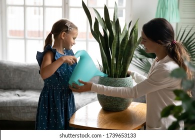 Happy Young Caucasian Mother And Little Preschooler Daughter Take Care Water Big Green House Plant In Pot, Smiling Mom Or Nanny And Small Girl Child Fertilize Ground, Horticulture, Gardening Concept