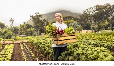 Un joven y feliz chef lleva una caja llena de verduras recién recolectadas en una granja ecológica. Chef autosustentable en un campo agrícola con una variedad de productos frescos.