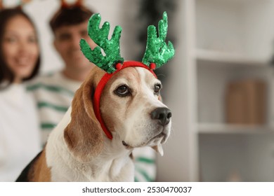 Happy young couple with cute Beagle dog in novelty antlers at home on Christmas eve, closeup - Powered by Shutterstock