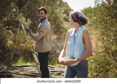 Happy young couple looking at each other while collecting olives at farm - Powered by Shutterstock