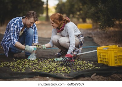 Happy young couple working at olive farm - Powered by Shutterstock