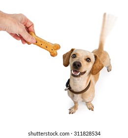 A Happy Young Dachshund And Chihuahua Cross-breed Puppy Dog With Motion Blur From A Wagging Tail Looking Up At A Human Hand Holding A Biscuit Treat