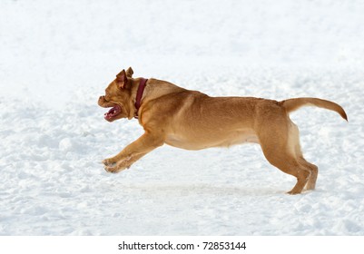 Happy young dog of Dogue De Bordeaux Breed running in snow - Powered by Shutterstock