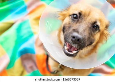 Happy young dog with veterinary collar also called elizabethan after surgery