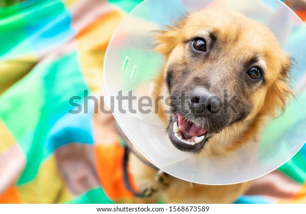Happy young dog with veterinary collar also\
called elizabethan after\
surgery